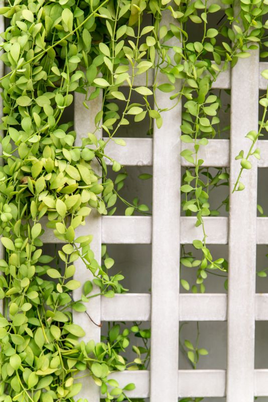 Grape Trellis Installation in Wilmington, NC