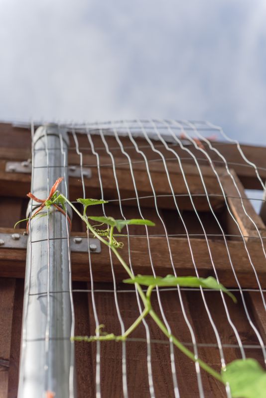 Grape Trellis Installation in Conroe, TX